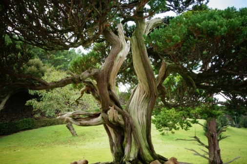 Bonsai Tree in Spirited Garden, Jeju Island, South Korea