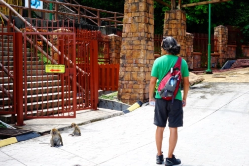 Monkeys at Penang National Park (Penang, Malaysia)
