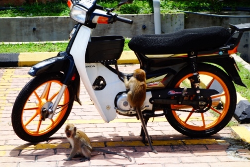 Monkeys at Penang National Park (Penang, Malaysia)