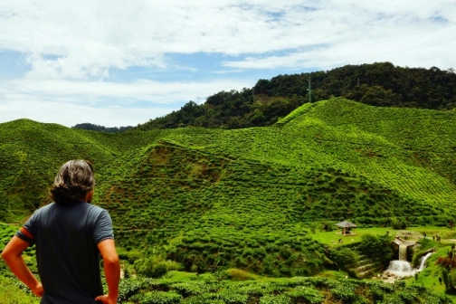 Cameron Valley tea fields (Malaysia)