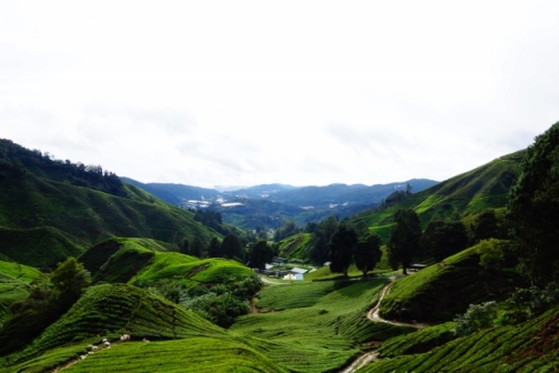 BOH tea fields, Cameron Highlands, Malaysia
