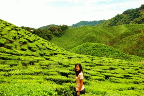 Cameron Valley tea fields (Malaysia)